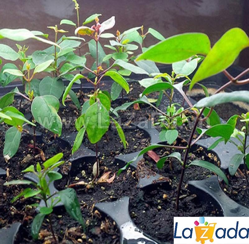 40.HẠT Hạt Giống Lá Giang (| B44*W50)