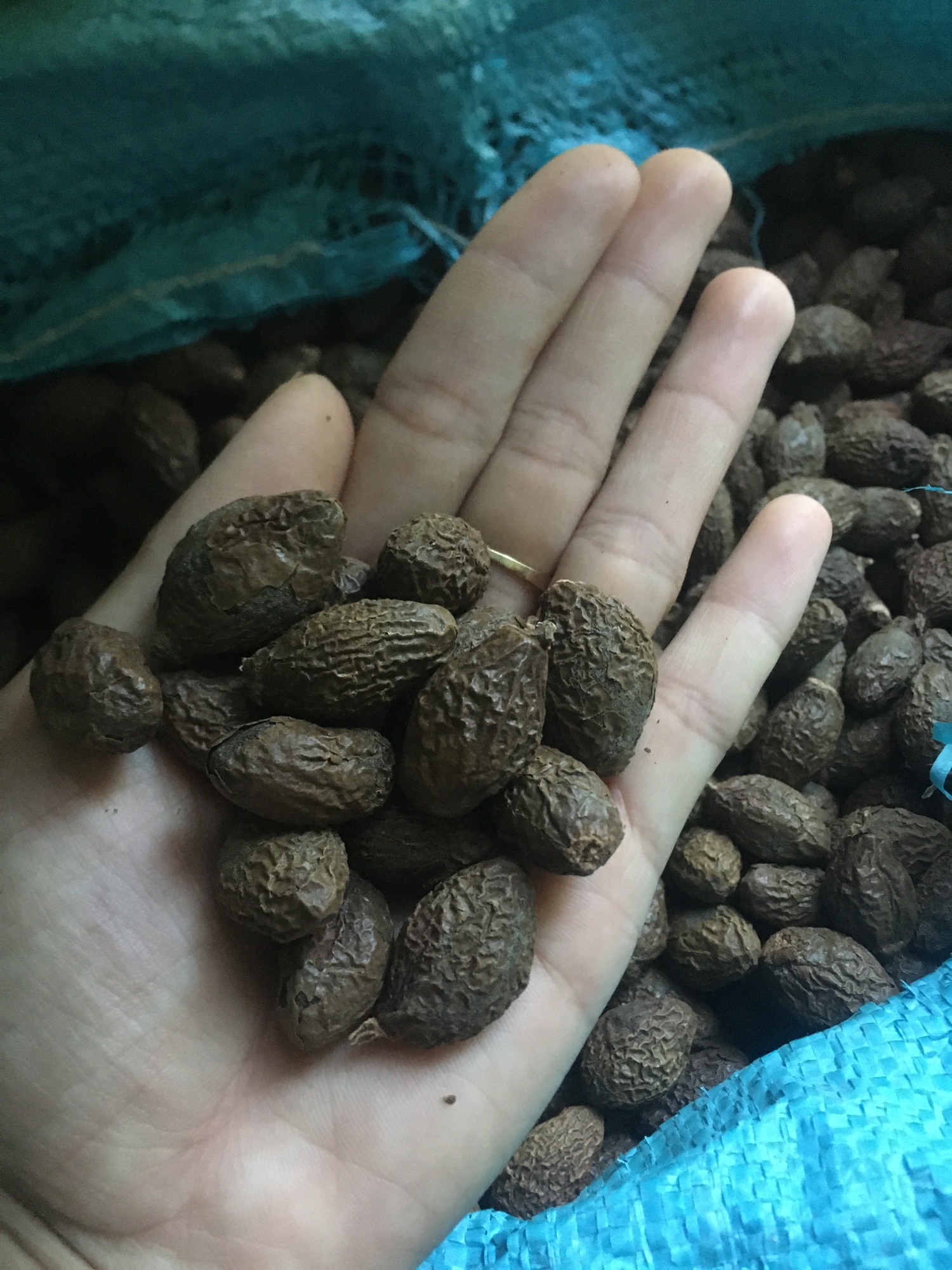 Hạt Đười Ươi trâu 500gram