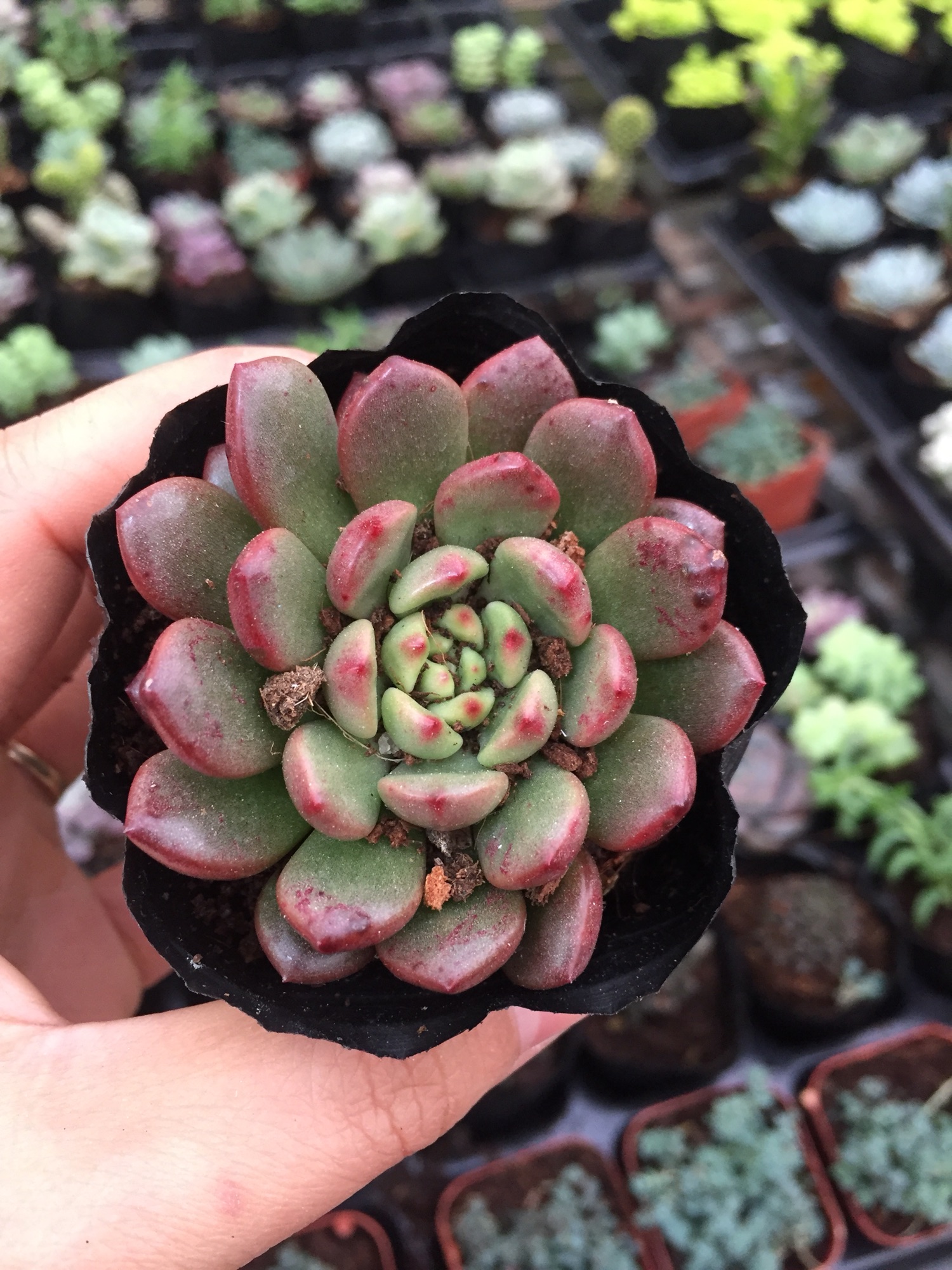 Sen Đá Rubi Đỏ size bầu