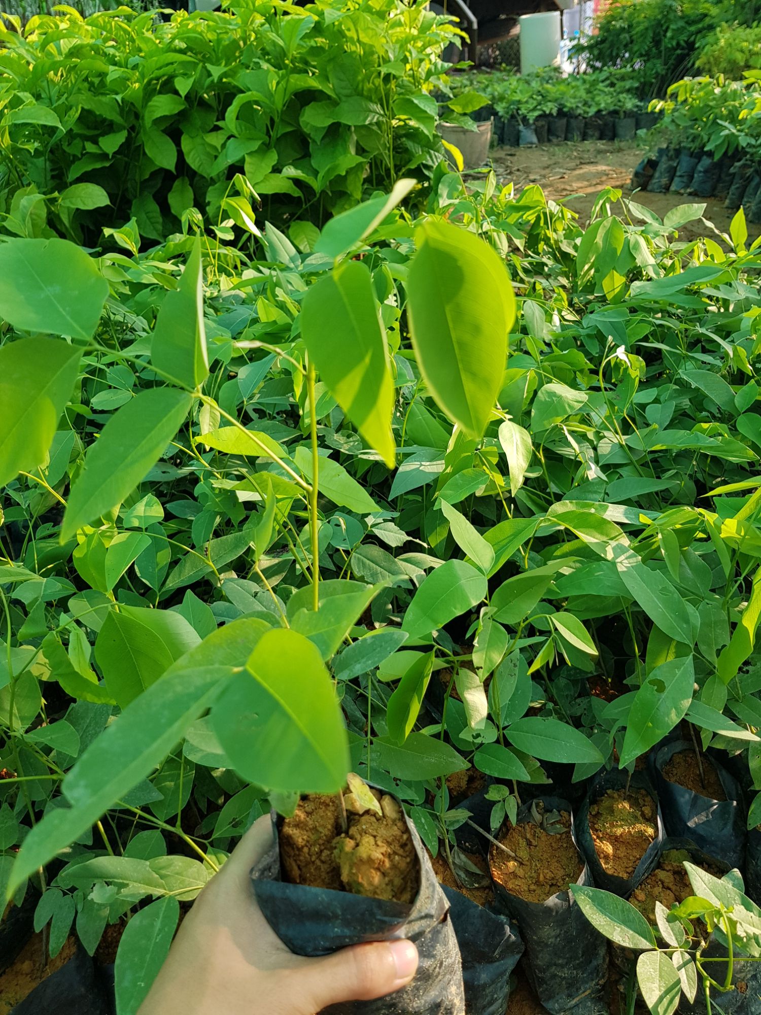 Combo 4 Cây giống muồng hoàng yến ( tặng thêm 1 cây)