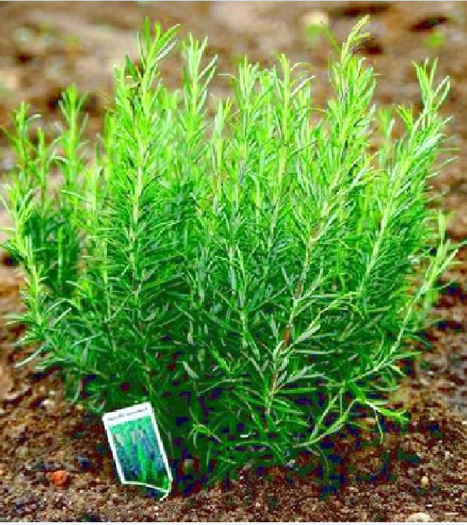 Hạt giống cây hương thảo ( 1 gói 20 hạt ) - VTNT