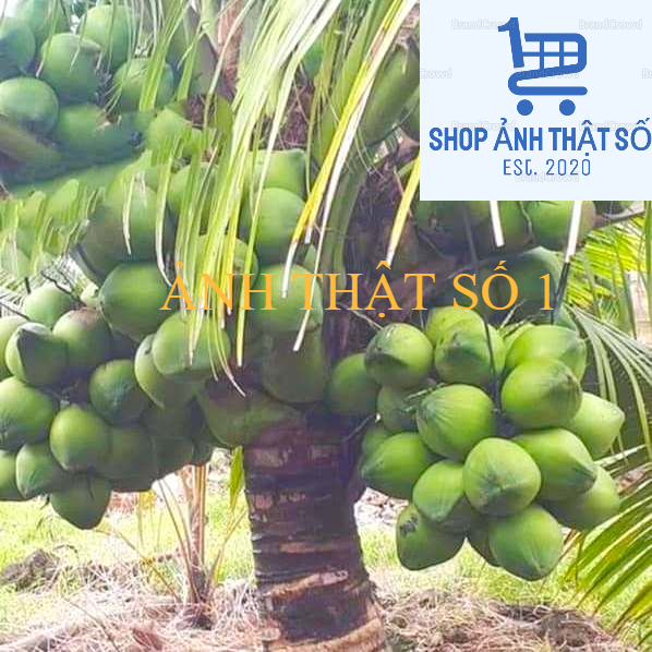 cây Dừa Xiêm Xanh Lùn Giống Siêu Ngọt, giống dừa Bến Tre + Tặng kèm 3 cây lá chè xanh uống nước