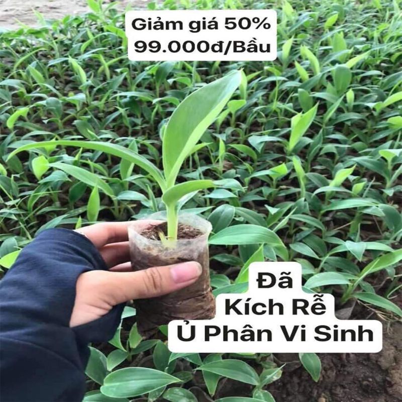 Cây giống chuối cảnh mini (có thể ăn được)