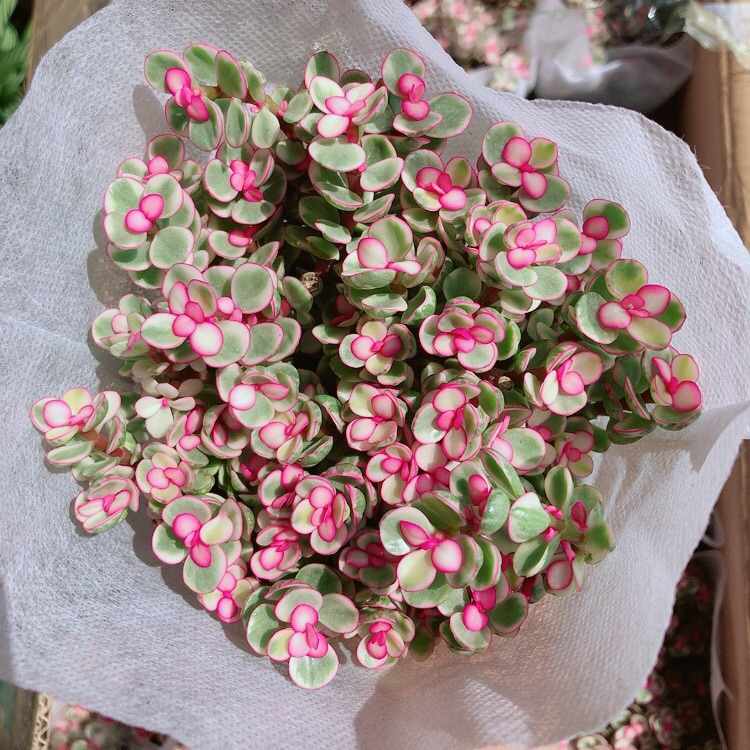 Cây cành vàng lá ngọc