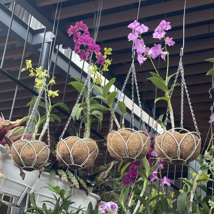 Chậu hoa xơ dừa treo tròn phi 29-30cm