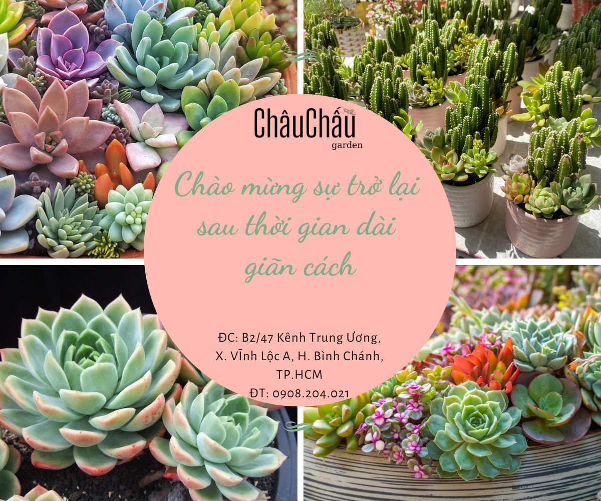 [HCM]CÂY VẠN NIÊN THANH