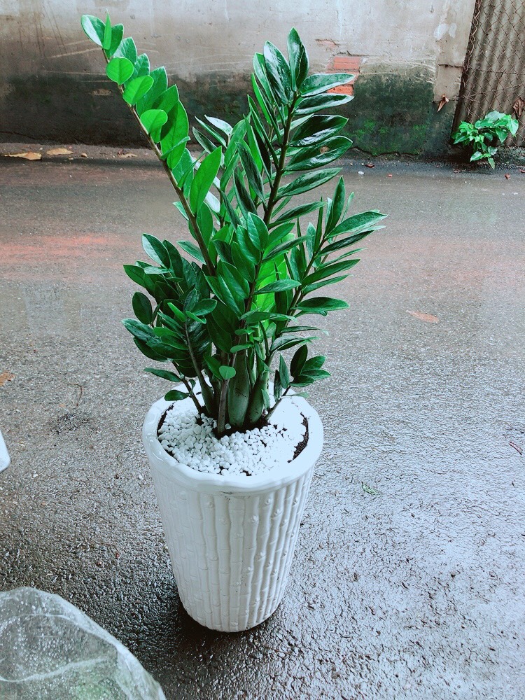 [HCM]Cây Kim Tiền Lớn Chậu Cao