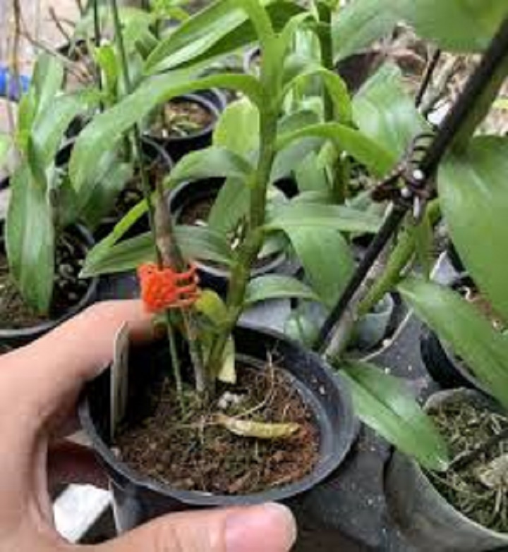 Hoa phong lan trầm rồng đỏ
