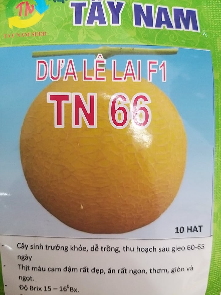 Hạt giống dưa lê lai f1 tn66 tây nam gói 10 hạt
