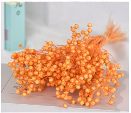 hoa khô flax, cỏ khô linum, cành hạt đậu