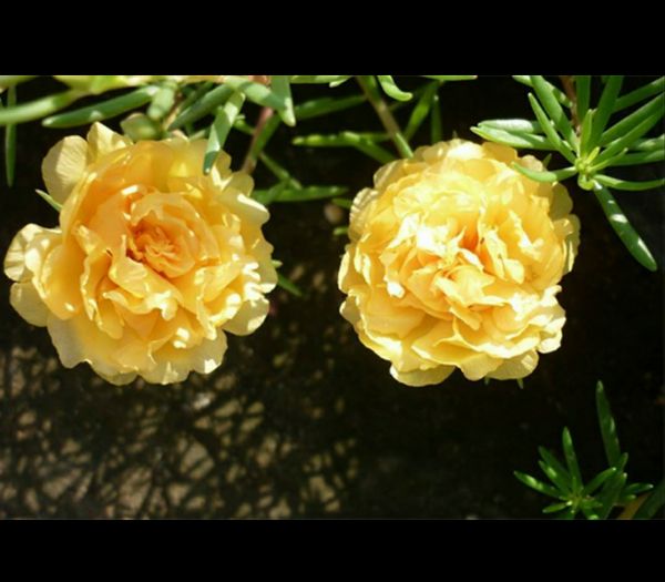 Hạt Giống Hoa Mười Giờ