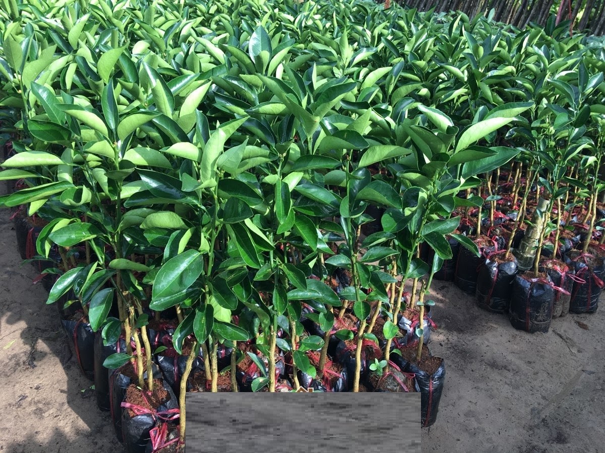 CAM SÀNH MIỀN NAM siêu quả, ngọt mát - CÂY GIỐNG CHUẨN F1