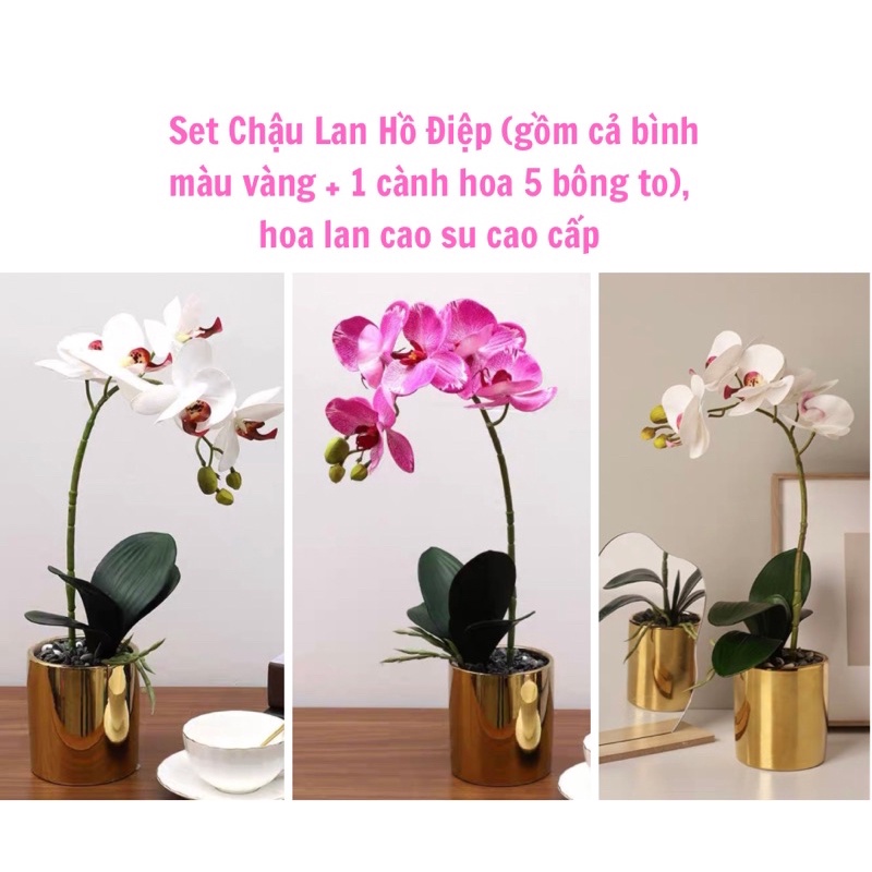 Chậu Lan Hồ Điệp (gồm cả bình màu vàng + 1 cành hoa 5 bông to), hoa lan cao su cao cấp