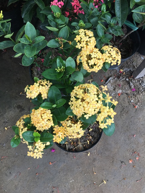Hoa mẫu đơn vàng lá trung siêu bông