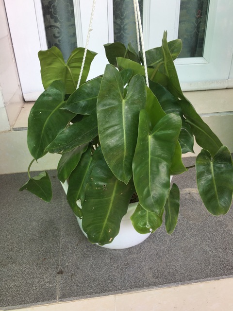 Cây trầu bà tỷ phú