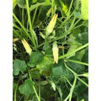 HẠT GIỐNG BÍ SIÊU NỤ GÓI 10 GRAM