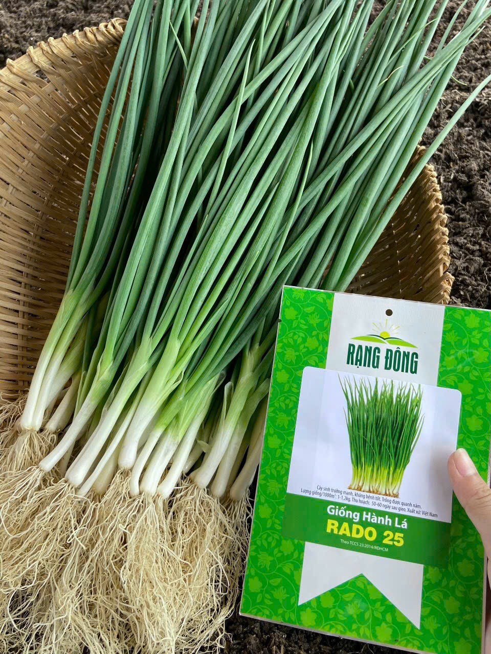 Hạt giống hành lá rado 25