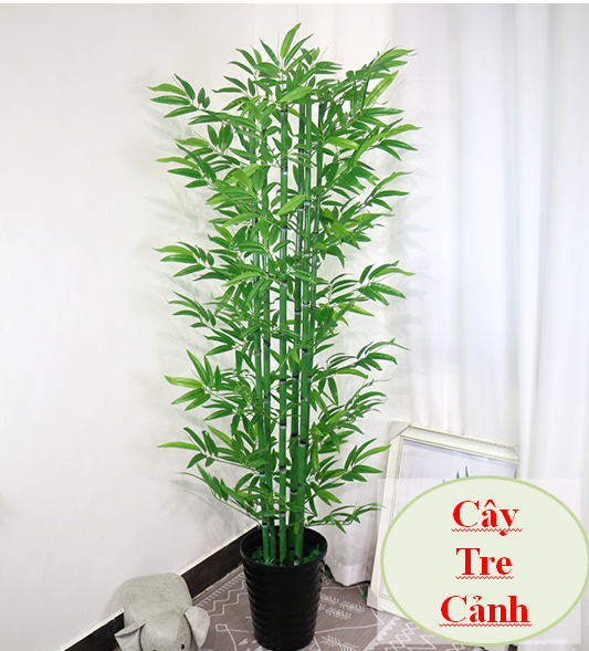 Cây Tre Cảnh