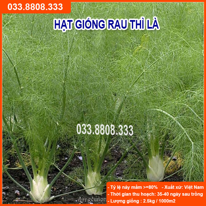 HẠT GIỐNG RAU THÌ LÀ - DỄ TRỒNG DỄ CHĂM