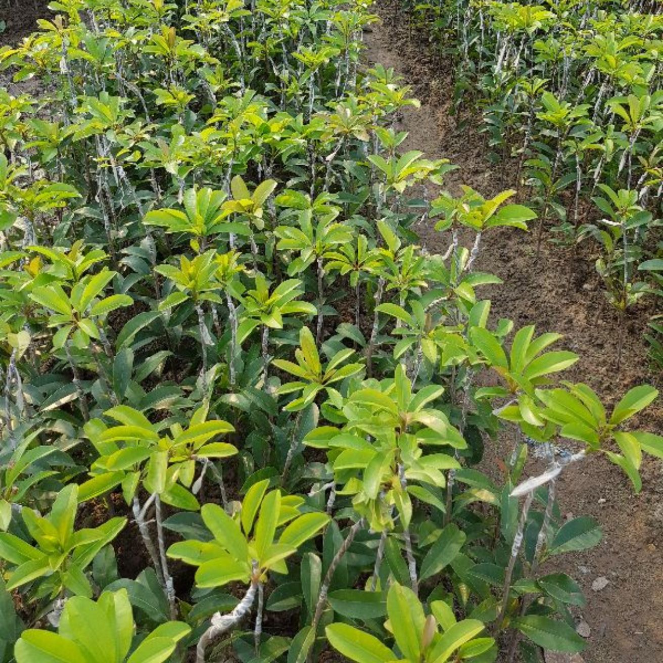 Combo 2 cây hồng xiêm xoài (giống nhanh quả)