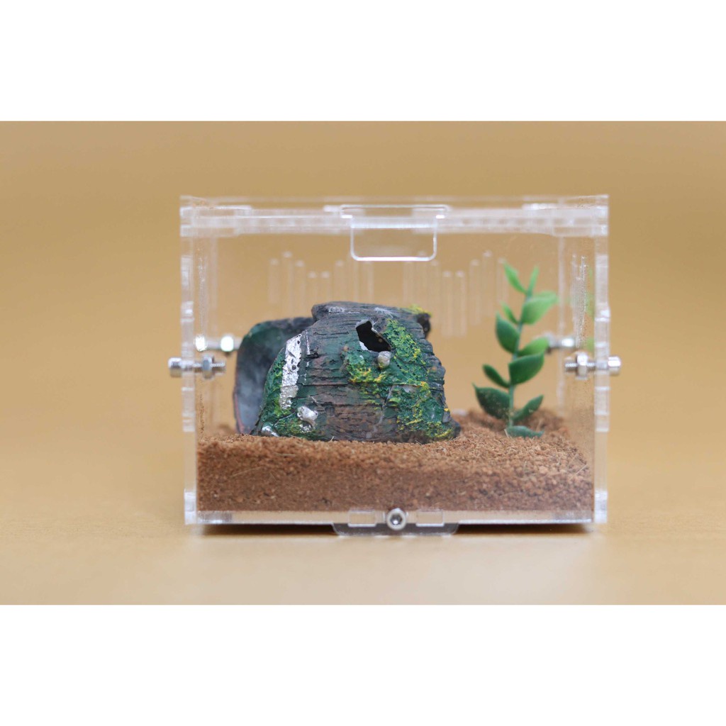 Hộp nuôi Nhện Sling, kích thước 10x8x8cm (tank sling)