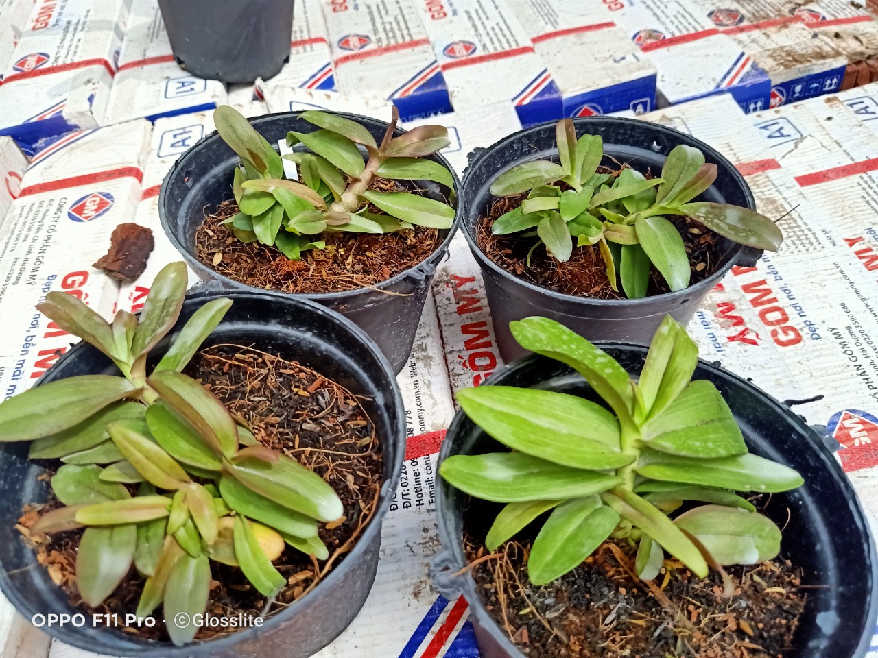 Siêu Phi Điệp Di Linh Tam Bố