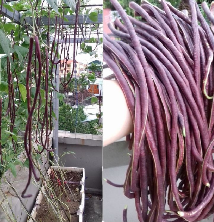 Combo 2 gói hạt giống đậu đũa ( 1 gói xanh và 1 gói đỏ )