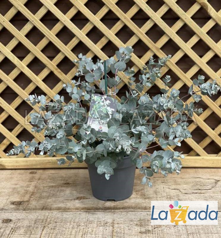 50h Hạt Giống Cây Lá Bạc Blue Ice (| -KD: B21)