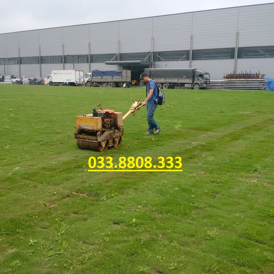 Hạt Giống Cỏ Nhung Nhật gói 10g - Cỏ Trồng Thảm cảnh- Cỏ Trồng Sân Vườn - Cỏ Cảnh Quan...