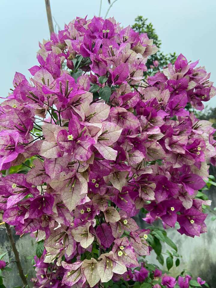 Chậu cây Bông giấy tím tuyết dáng tree