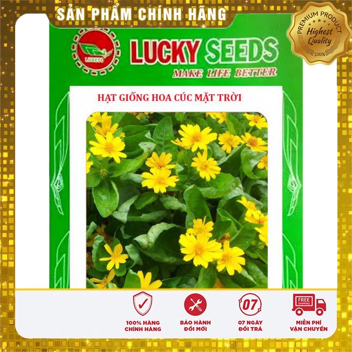 50h - hạt giống hoa cúc mặt trời