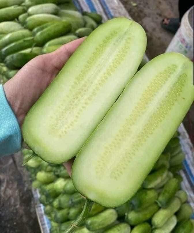 GÓI 30 HẠT GIỐNG DƯA CHUỘT MÈO
