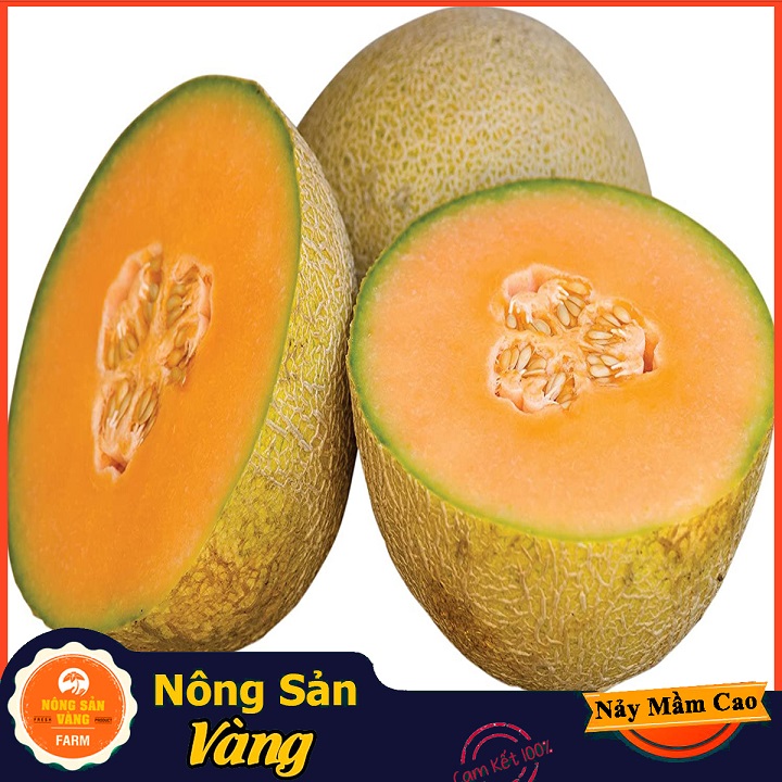 Easy to increase, grow year around the year, popular (pack of 20 seeds)-shallow yellow products