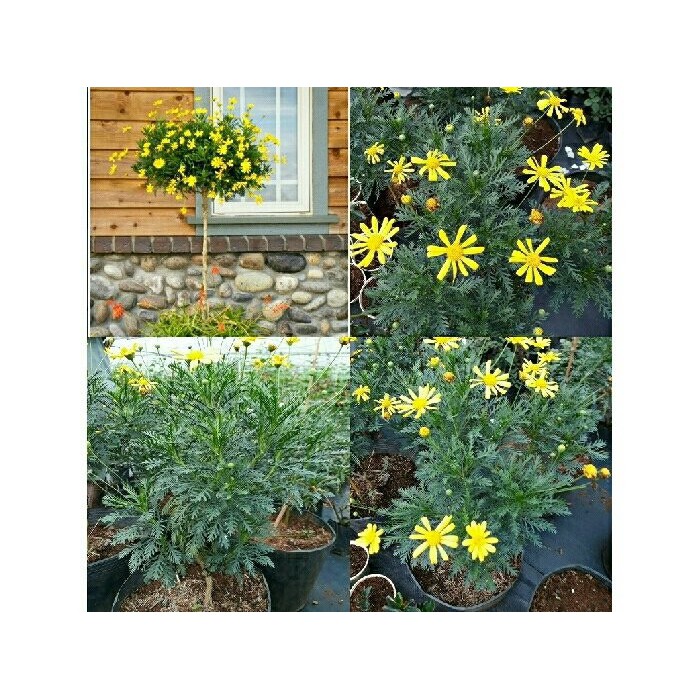 Cây hoa cúc thân gỗ (cúc trường thọ - cúc vạn niên) - Trang Flower