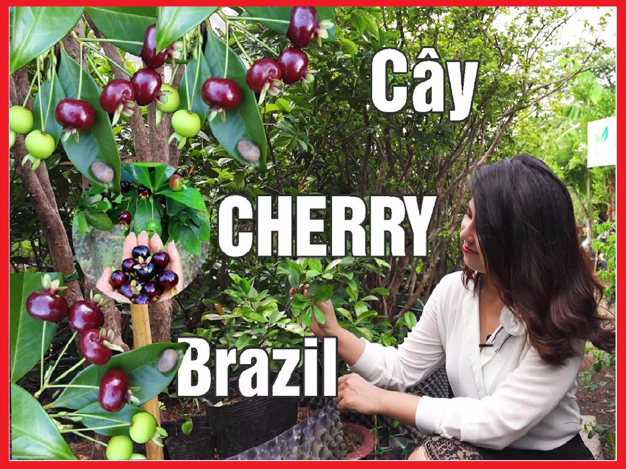 Cây giống cherry Brazil - C031