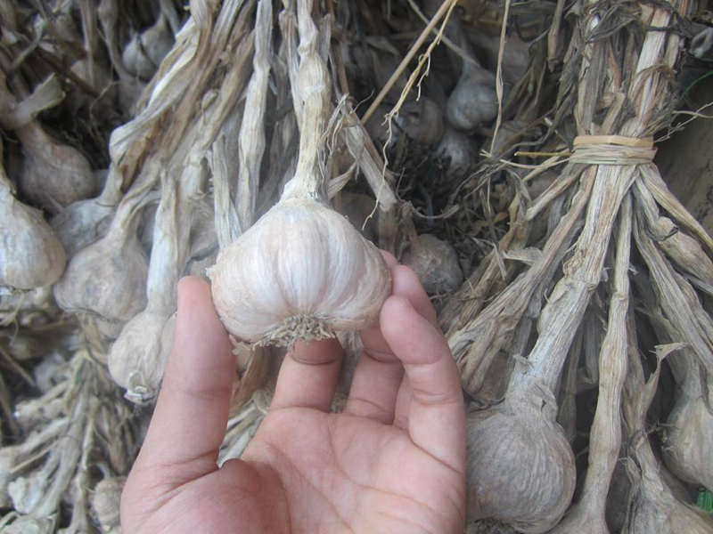 Tỏi cô đơn Phan Rang (Loại 1)
