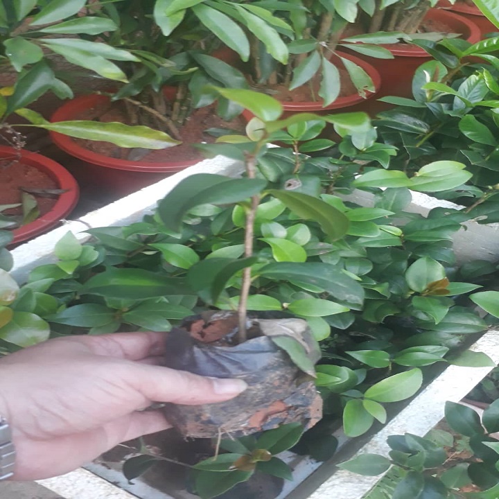 COMBO 3 CÂY GIỐNG HOA TRÀ my ĐỎ cung đình cổ