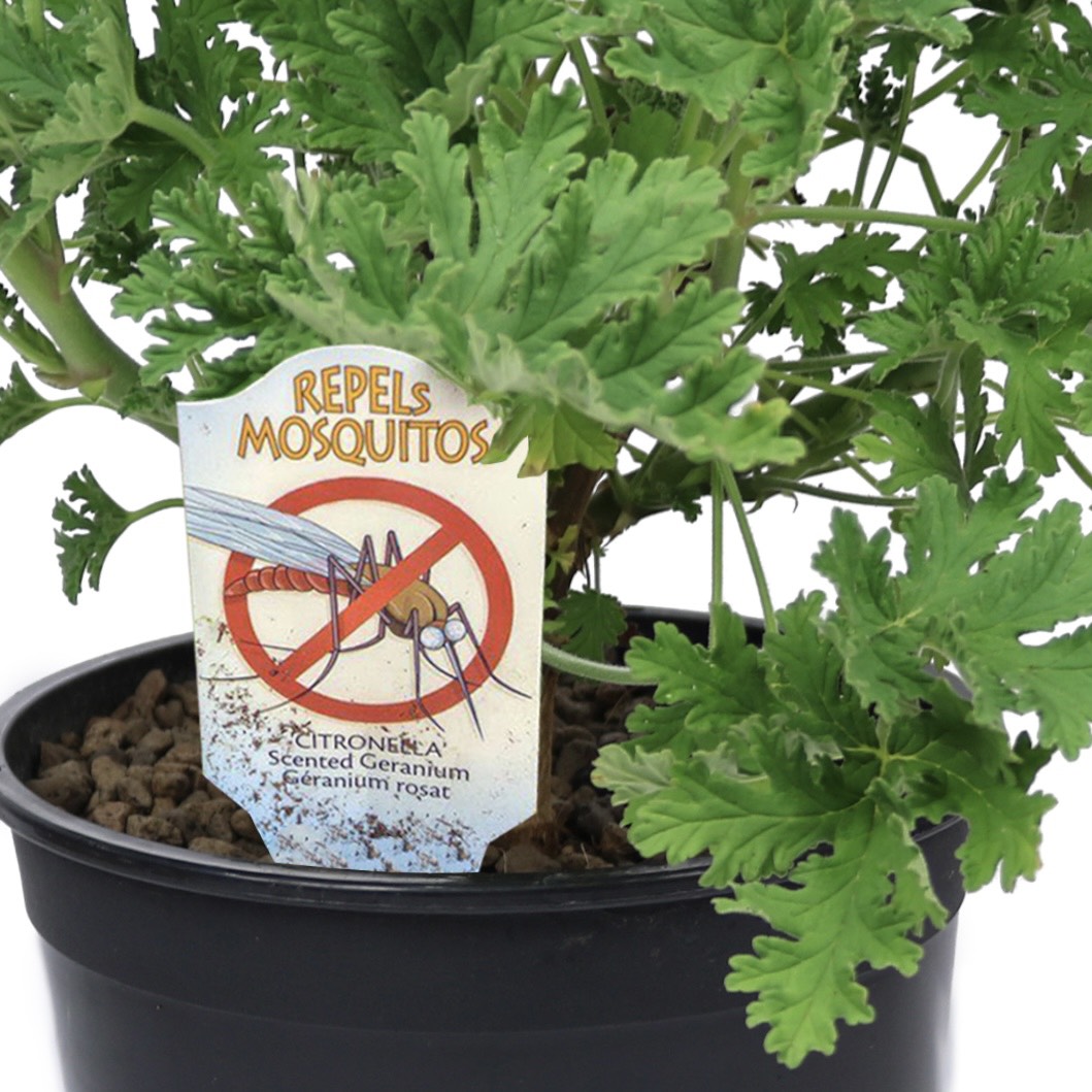 Phong lữ hoa hồng | Citronella Geranium