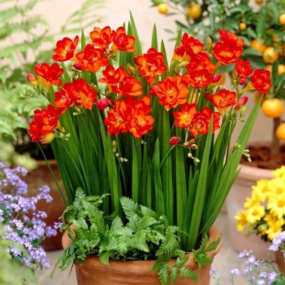 Củ giống hoa lan nam phi hoa màu đỏ - 1 củ