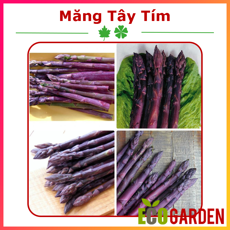 Hạt giống măng tây tím