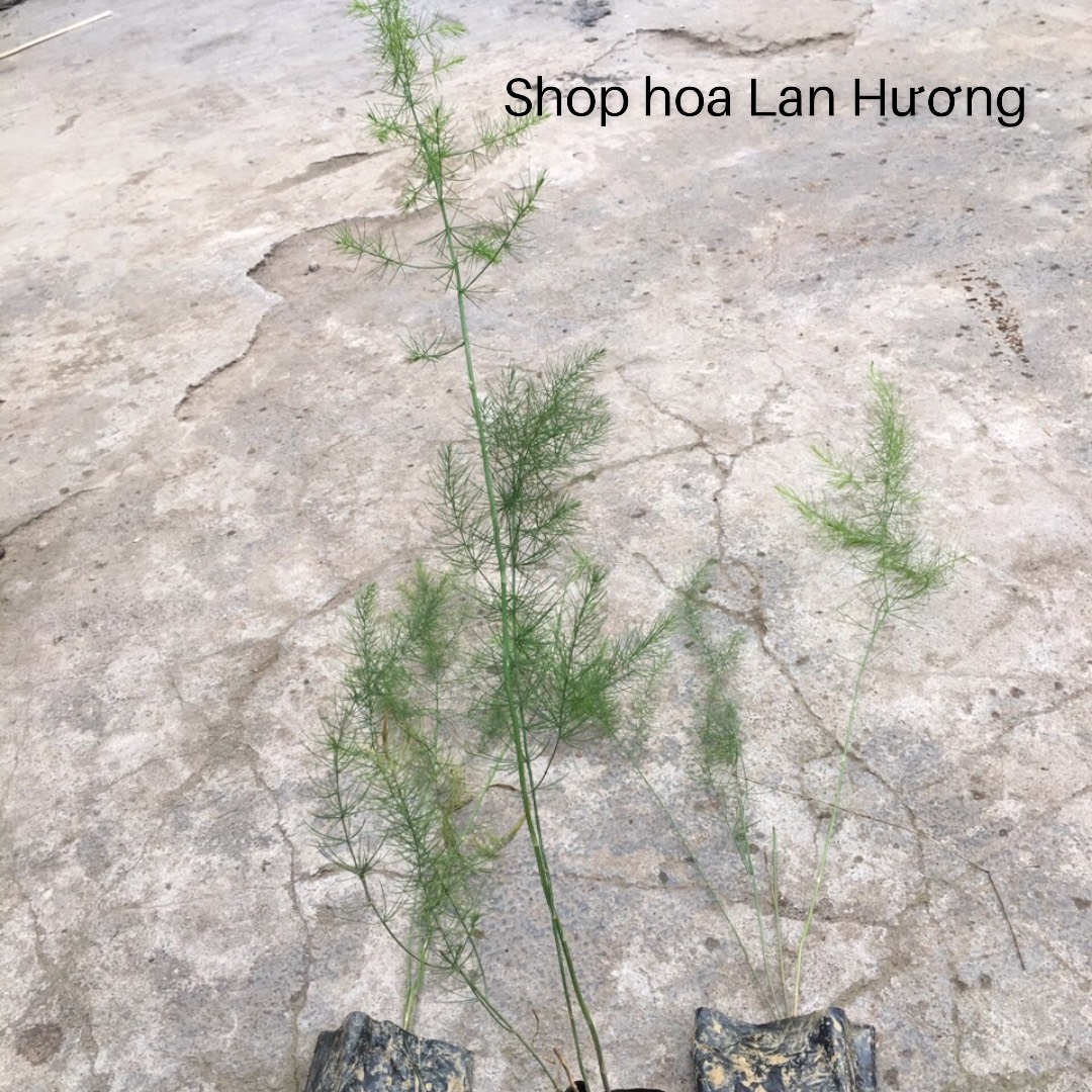 Cây giống măng tây xanh