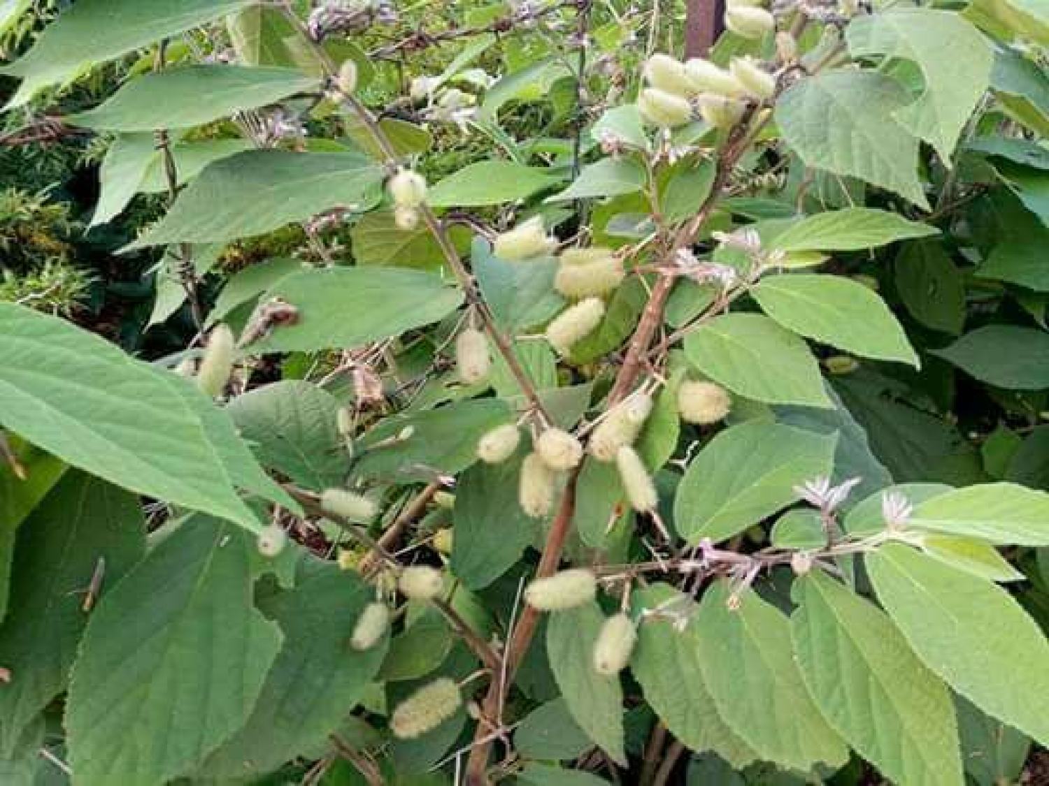 1kg cây an xoa khô thượng hạng jindo