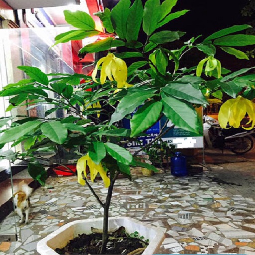 Bầu cây giống hoa dẻ thơm