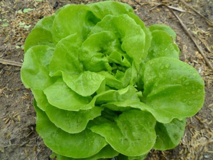 5 gr hạt giống xà lách chịu nhiệt