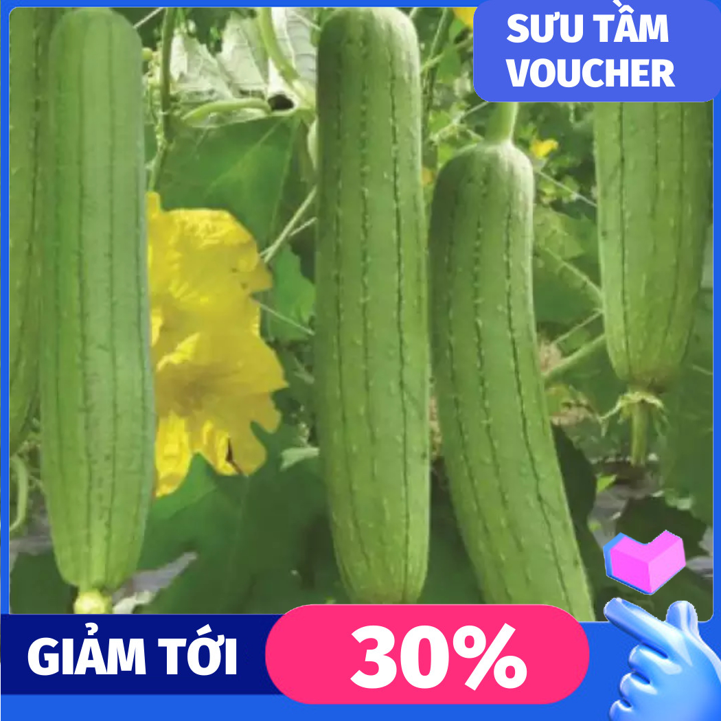 Tree seeds chinese cabbage pillow easy to plant, growing strong, flavor loofah high yield -shallow gold