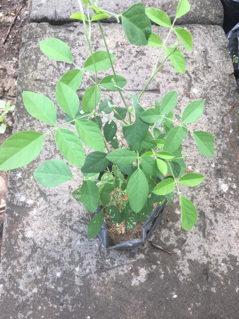 Cây giống Hoa đậu biếc