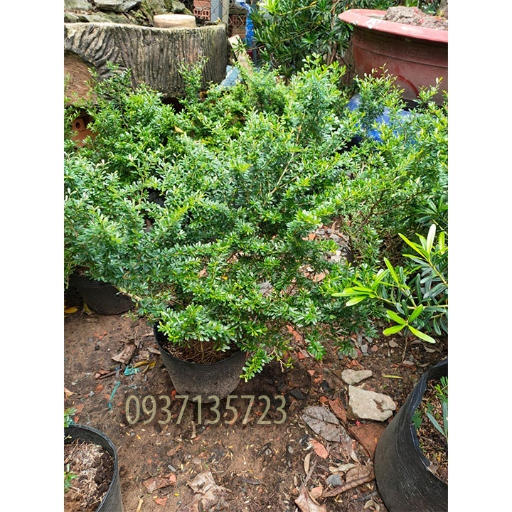 [HCM]CÂY LINH SAM CAO TỪ 25-40 CM
