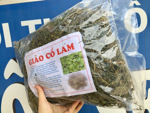 Giảo Cổ Lam 5 lá Hoà Bình -Đặc sản Hòa Bình 28