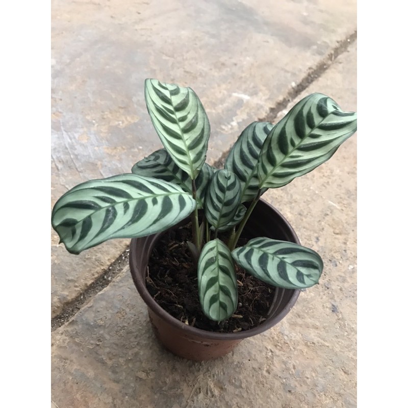 Chậu đuôi công vân xanh