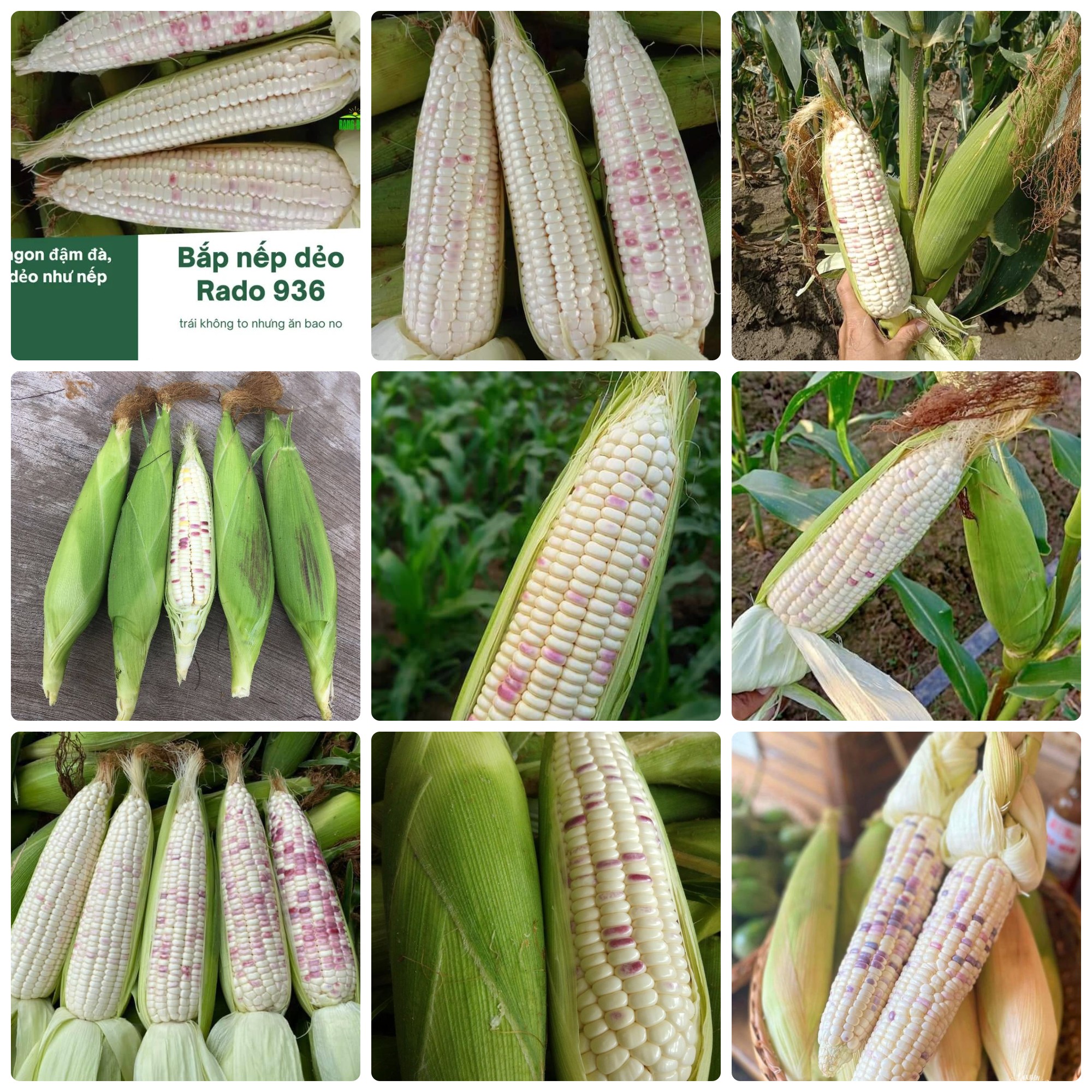 Hạt giống Bắp nếp dẻo (Ngô nếp) gói 10gr